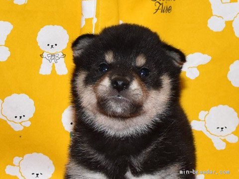 柴犬 大阪府 男の子 年12月15日 黒柴犬 可愛い黒柴です みんなのブリーダー 子犬id 2101