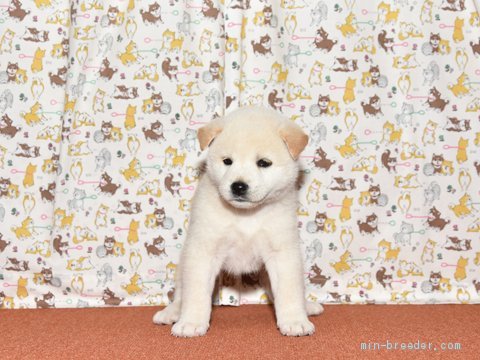 柴犬 大阪府 男の子 年8月17日 白柴犬 黒いお鼻の白柴です みんなのブリーダー 子犬id 09