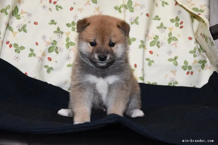 柴犬(標準サイズ)【大阪府・男の子・2017年4月8日・赤柴】の写真1「イケメン男子です。」