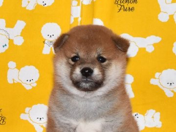 柴犬(標準サイズ)【大阪府・女の子・2021年1月7日・きれいな赤柴犬】の写真「大人しくて、賢い赤柴犬です。」