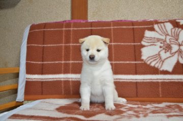 柴犬(標準サイズ)【大阪府・女の子・2014年5月20日・白】の写真「可愛い女の子です。」