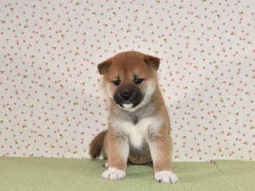 柴犬(標準サイズ)【大阪府・女の子・2019年5月24日・きれいな赤柴犬】の写真「小さめで、綺麗な、赤柴の雌です。」