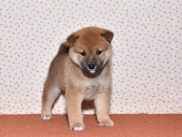 柴犬(標準サイズ)【大阪府・男の子・2020年1月9日・賢い赤柴犬】の写真「元気な良い子です。」