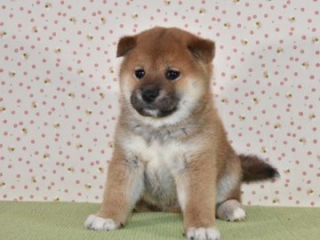 柴犬(標準サイズ)【大阪府・男の子・2019年2月27日・赤柴犬】の写真「大人しくて、性格の良い」