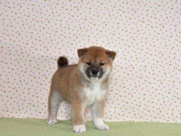 柴犬(標準サイズ)【大阪府・女の子・2019年2月27日・赤柴犬】の写真「可愛くて、大人しい赤柴です。」