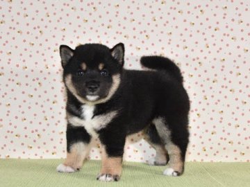 柴犬(標準サイズ)【大阪府・女の子・2019年5月1日・黒柴犬】の写真「可愛い、黒柴の女の子です。」