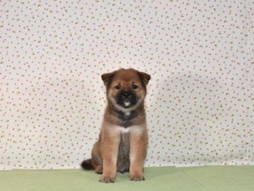 柴犬(標準サイズ)【大阪府・男の子・2019年8月20日・賢い赤柴犬】の写真「明るくて、、賢い赤柴犬です。」