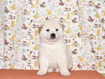 柴犬(標準サイズ)【大阪府・男の子・2020年4月19日・白柴犬】の写真「きれいな白柴です。」