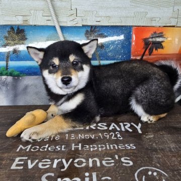 柴犬(標準サイズ)【兵庫県・女の子・2024年9月19日・黒】の写真「目がとても可愛い女の子です☺️」