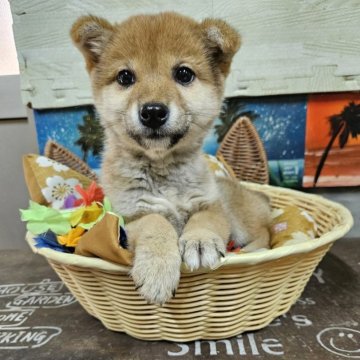 柴犬(標準サイズ)【兵庫県・女の子・2025年2月10日・赤】の写真「可愛いく元気ですが出産の時に尻尾を噛まれありません」
