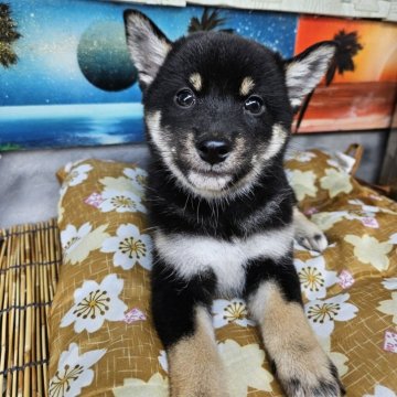 柴犬(標準サイズ)【兵庫県・女の子・2024年9月19日・黒】の写真「古風な女の子☺️」