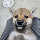 柴犬(標準サイズ)