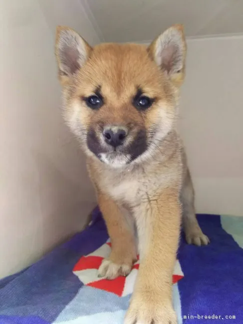 柴犬(標準サイズ)【兵庫県・男の子・2019年1月4日・赤】の写真1