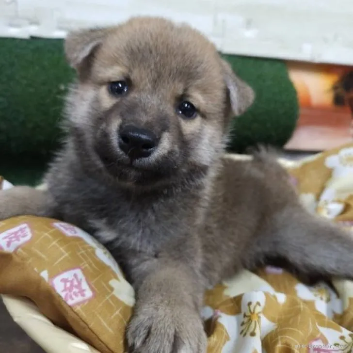 りくあ 様のお迎えした子犬