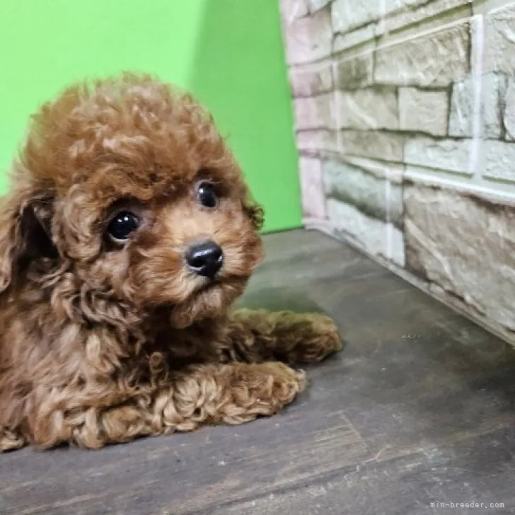 コムサ 様のお迎えした子犬