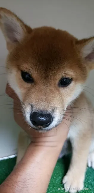 H.O 様のお迎えした子犬