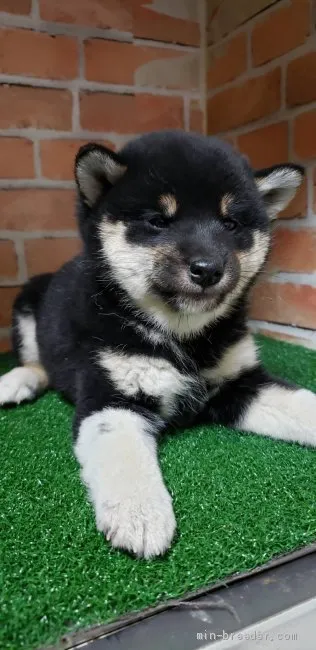 な 様のお迎えした子犬