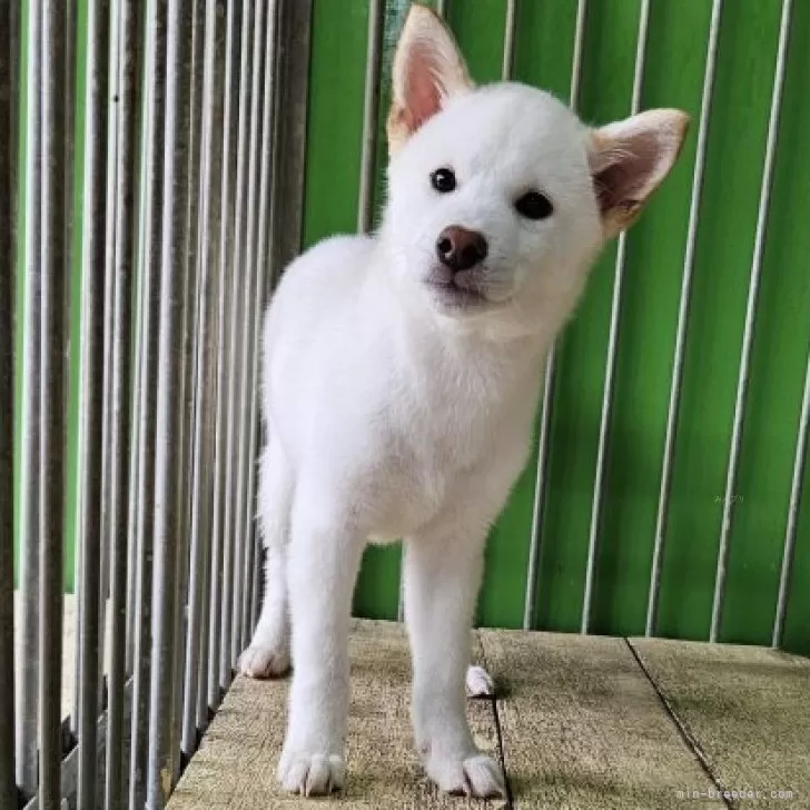 よこちゃん 様のお迎えした子犬