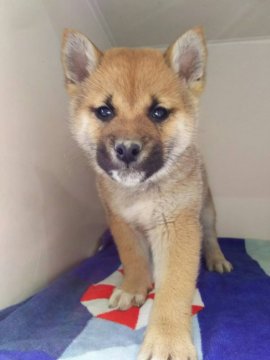 柴犬(標準サイズ)【兵庫県・男の子・2019年1月4日・赤】の写真「体のしっかりした男前」