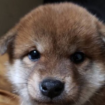 柴犬(標準サイズ)【兵庫県・男の子・2022年11月5日・赤】の写真「可愛く男前な子^_^」