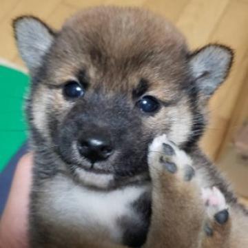 柴犬(標準サイズ)【兵庫県・女の子・2022年9月30日・胡麻】の写真「珍しい胡麻の女の子^_^」