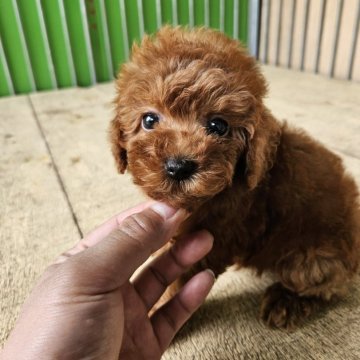 トイプードル(タイニー)【兵庫県・女の子・2024年3月29日・レッド】の写真「毛や色が綺麗で目がパッチリした女の子😊」