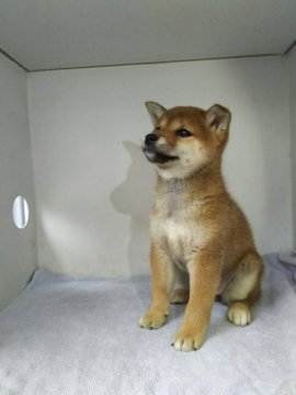 柴犬(標準サイズ)【兵庫県・女の子・2018年2月4日・赤】の写真「血統優良な両親で上品な女の子です。」