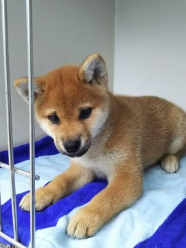 柴犬(標準サイズ)【兵庫県・女の子・2018年3月21日・赤】の写真「血統優良で色のきれいな女の子」