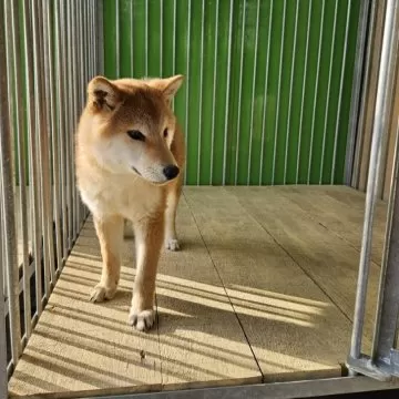 柴犬【兵庫県・男の子・2023年9月13日・赤】小ぶりで綺麗で家庭犬として里親様を募集します｜みんなのブリーダー（子犬ID：2403-00952）