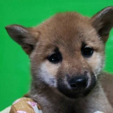 柴犬(標準サイズ)【兵庫県・女の子・2023年1月6日・赤】の写真「目がパッチリしてとても可愛い女の子^_^」