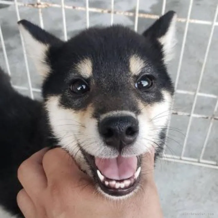 カズヤ 様のお迎えした子犬