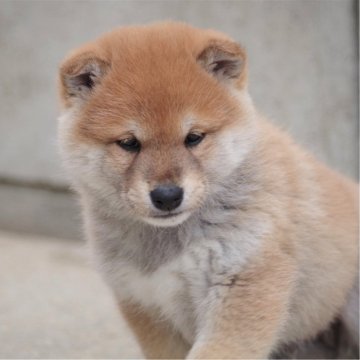 柴犬(標準サイズ)【広島県・男の子・2025年1月1日・赤】の写真「元気な男の子」