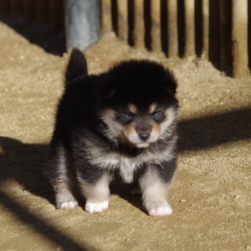 柴犬(標準サイズ)【広島県・男の子・2024年12月24日・黒】の写真「元気な黒柴男の子」