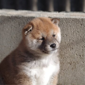 柴犬(標準サイズ)【広島県・女の子・2025年1月1日・赤】の写真「可愛い女の子」