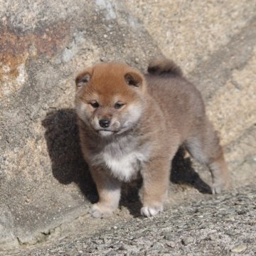 柴犬(標準サイズ)【広島県・女の子・2025年1月1日・赤】の写真「可愛い女の子」