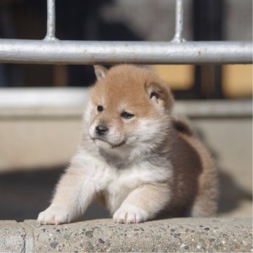 柴犬(標準サイズ)【広島県・女の子・2024年12月24日・赤】の写真「元気な女の子」