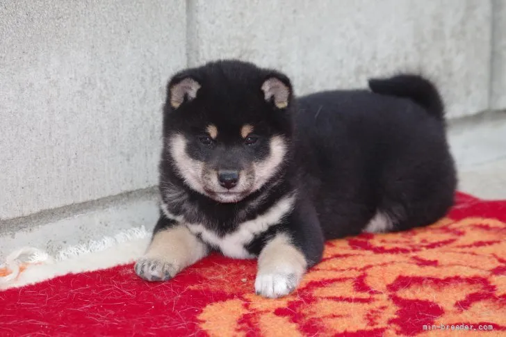 柴犬(標準サイズ)【広島県・女の子・2021年12月7日・黒】の写真1「令和4年1月26日撮影 (生後50日時)　」