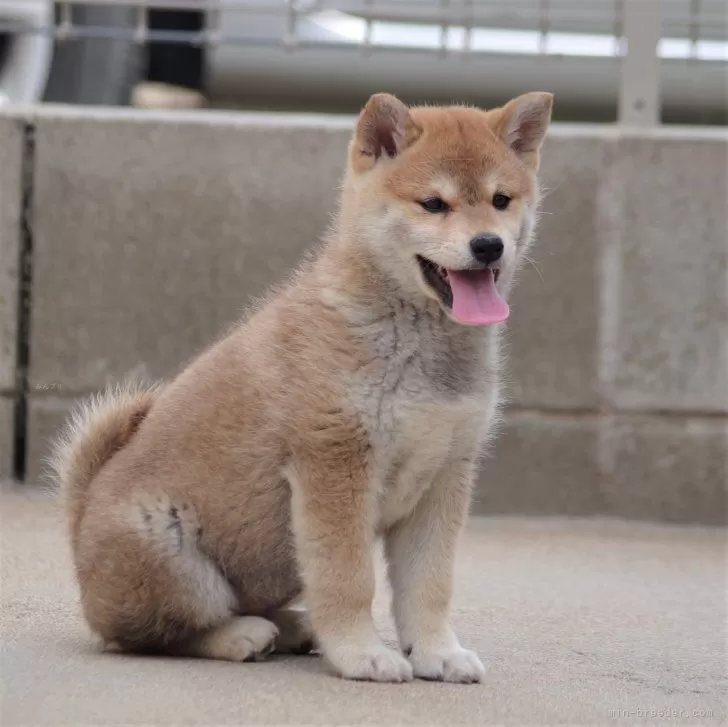 KO 様のお迎えした子犬