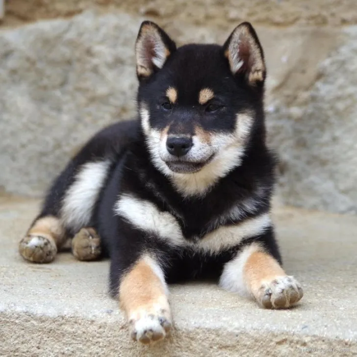 柴犬(標準サイズ)【広島県・女の子・2022年12月9日・黒】の写真1「令和5年4月6日撮影 (生後118日時)」