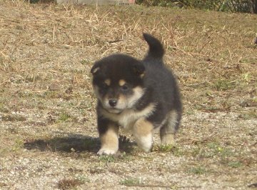 柴犬(標準サイズ)【広島県・男の子・2015年12月5日・黒】の写真「とても元気で可愛い子です。」