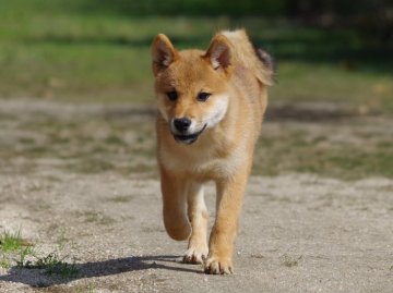 柴犬(標準サイズ)【広島県・男の子・2017年7月17日・赤】の写真「◆大臣賞犬の孫、目の綺麗な子です◆」