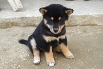 柴犬(標準サイズ)【広島県・女の子・2021年8月25日・黒】の写真「黒柴四姉妹の次女」