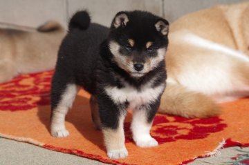 柴犬(標準サイズ)【広島県・男の子・2021年12月7日・黒】の写真「4兄妹 黒柴の男の子(次男)」