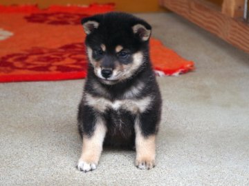 柴犬(標準サイズ)【広島県・女の子・2017年8月5日・黒】の写真「●小振りで可愛い女の子です●」