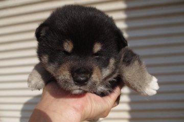 柴犬(標準サイズ)【広島県・男の子・2019年4月15日・黒】の写真「しっかりした体格の子です。」