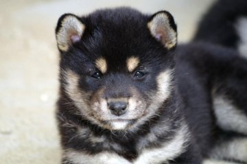 柴犬(標準サイズ)【広島県・女の子・2019年4月15日・黒】の写真「人懐こい子になります。」