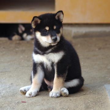 柴犬(標準サイズ)【広島県・女の子・2022年7月3日・黒】の写真「元気な黒柴ちゃん」