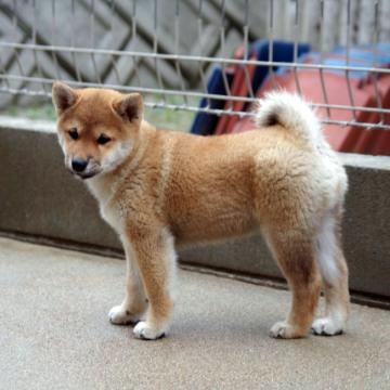 柴犬(標準サイズ)【広島県・女の子・2022年8月23日・赤】の写真「発育良好♪ 大臣賞犬孫です。」