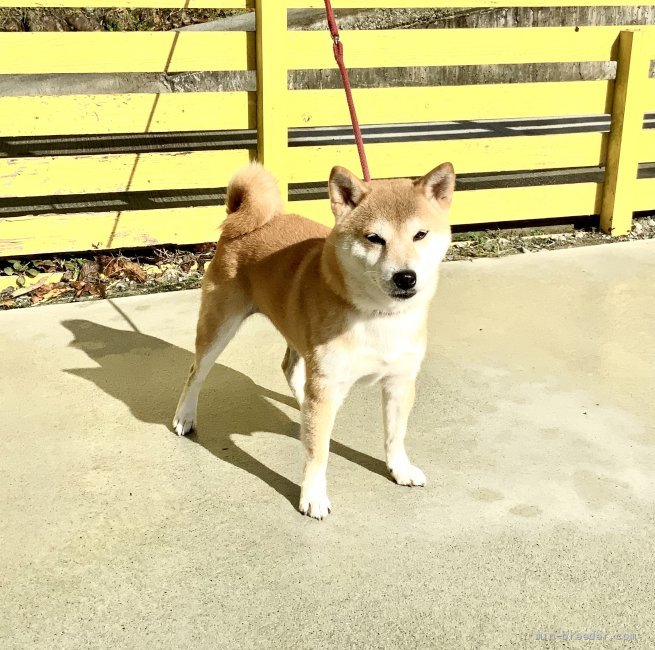 田中　麗麗(たなか　れいれい)ブリーダー(奈良県・柴犬・日本犬保存会/日本豆柴犬協会/KC登録)の紹介写真5