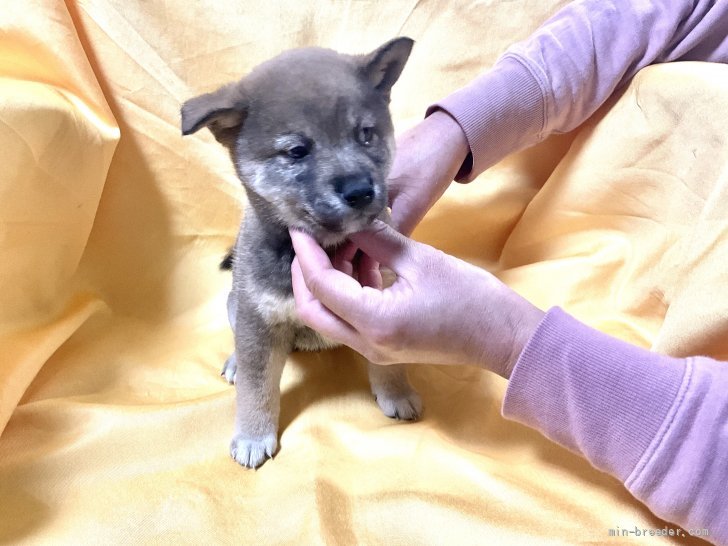 田中麗麗ブリーダーのブログ：仔犬です❣️